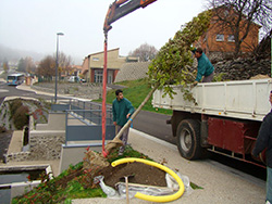 mise en place d'arbres cussac sur loire