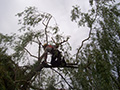 Elagage d'un arbre en hauteur à Espaly