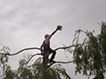 Elagage d'un arbre en hauteur au Puy-en-Velay