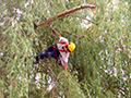 Elagage d'un arbre en hauteur à Chadrac